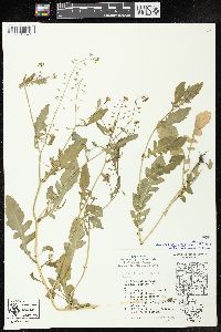 Rorippa palustris subsp. fernaldiana image