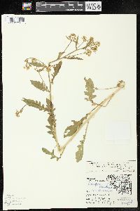 Rorippa palustris subsp. fernaldiana image