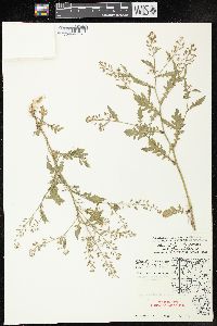 Rorippa palustris subsp. fernaldiana image