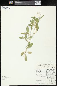 Rorippa palustris subsp. fernaldiana image