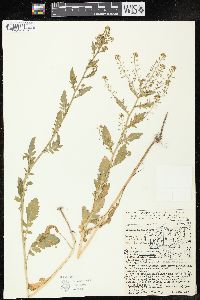 Rorippa palustris subsp. fernaldiana image