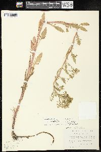 Rorippa palustris subsp. fernaldiana image