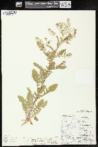 Rorippa palustris subsp. fernaldiana image