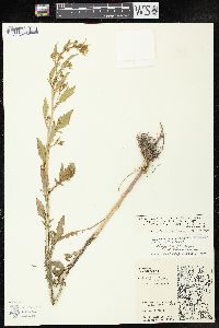 Rorippa palustris subsp. fernaldiana image