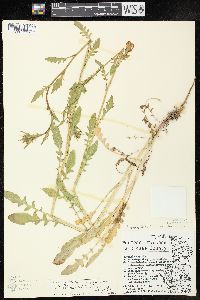 Rorippa palustris subsp. fernaldiana image