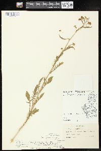 Rorippa palustris subsp. fernaldiana image