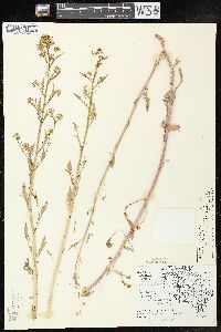 Rorippa palustris subsp. fernaldiana image