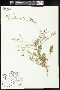 Rorippa palustris subsp. fernaldiana image