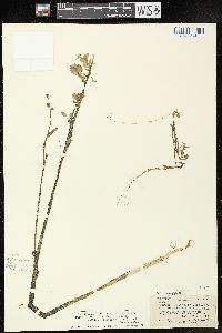 Rorippa palustris subsp. fernaldiana image