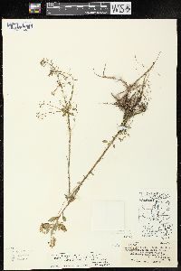 Rorippa palustris subsp. fernaldiana image