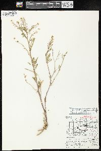 Rorippa palustris subsp. fernaldiana image