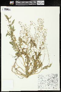 Rorippa palustris subsp. fernaldiana image