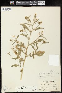 Rorippa palustris subsp. fernaldiana image