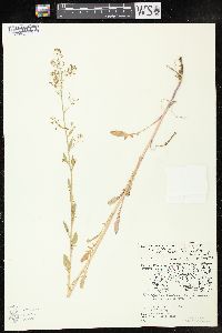 Rorippa palustris subsp. fernaldiana image