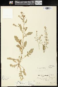 Rorippa palustris subsp. fernaldiana image