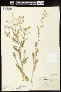 Rorippa palustris subsp. fernaldiana image