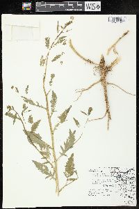 Rorippa palustris subsp. fernaldiana image