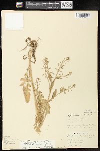 Rorippa palustris subsp. fernaldiana image