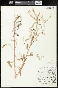 Rorippa palustris subsp. fernaldiana image