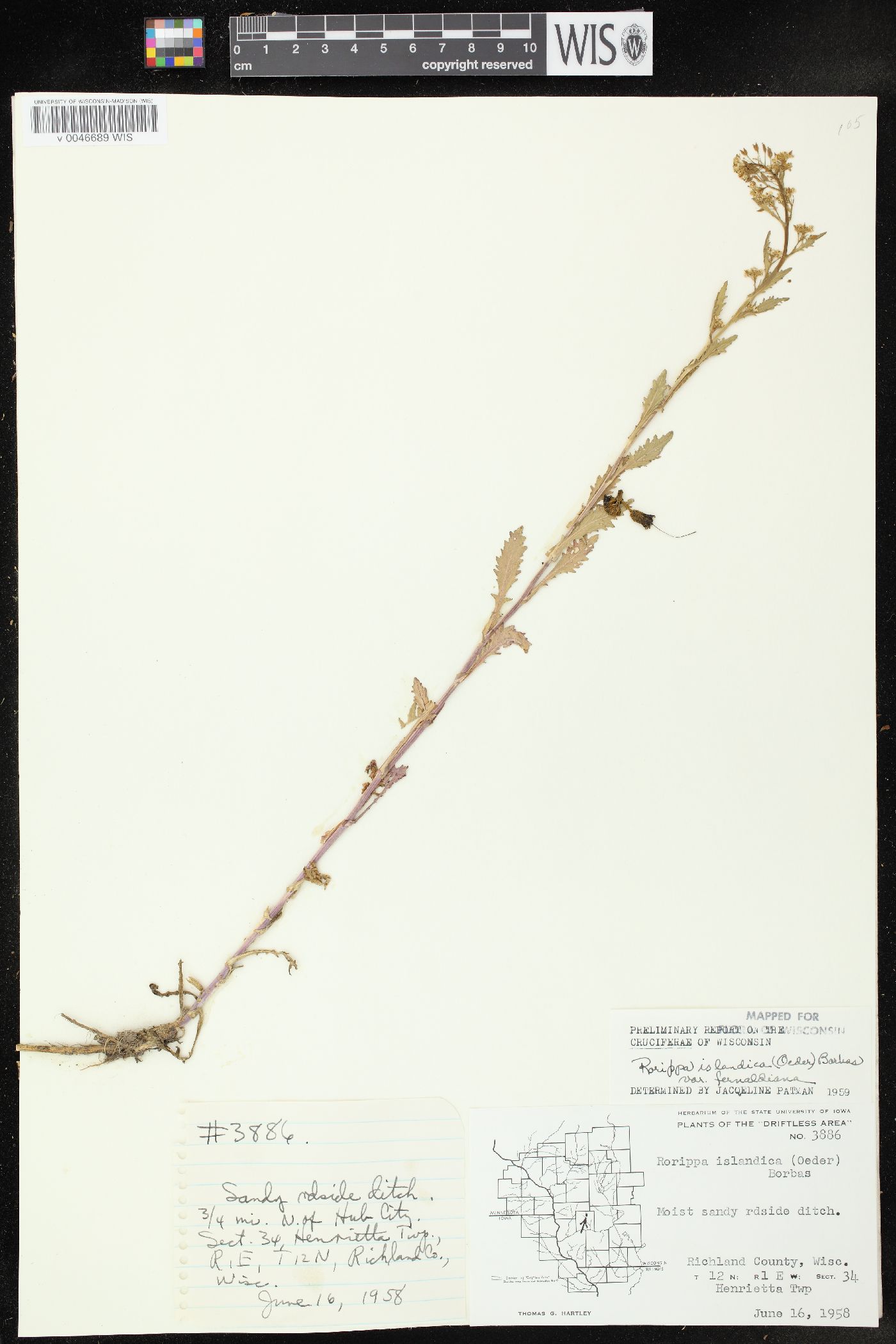 Rorippa palustris subsp. fernaldiana image