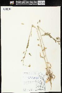 Rorippa palustris subsp. fernaldiana image