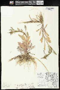 Rorippa palustris subsp. fernaldiana image