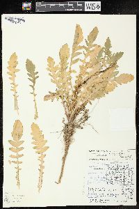 Rorippa palustris subsp. fernaldiana image