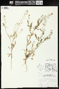 Rorippa palustris subsp. fernaldiana image