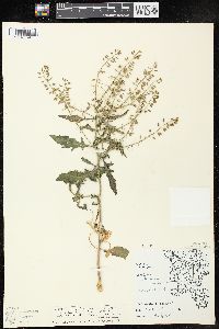 Rorippa palustris subsp. fernaldiana image