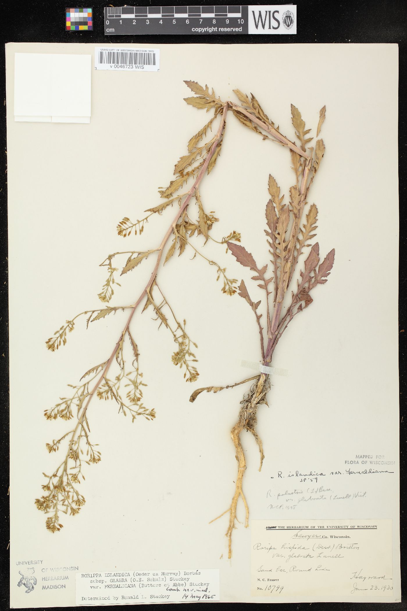 Rorippa palustris subsp. fernaldiana image