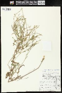 Rorippa palustris subsp. fernaldiana image