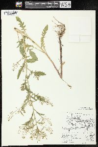 Rorippa palustris subsp. fernaldiana image