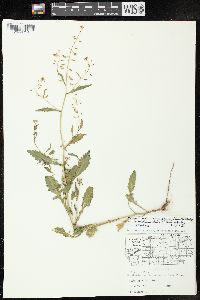 Rorippa palustris subsp. fernaldiana image