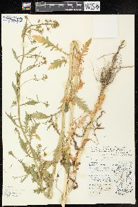 Rorippa palustris subsp. fernaldiana image