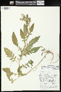 Rorippa palustris subsp. fernaldiana image