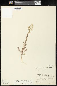 Rorippa palustris subsp. fernaldiana image