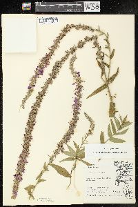 Lythrum salicaria image