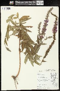 Lythrum salicaria image