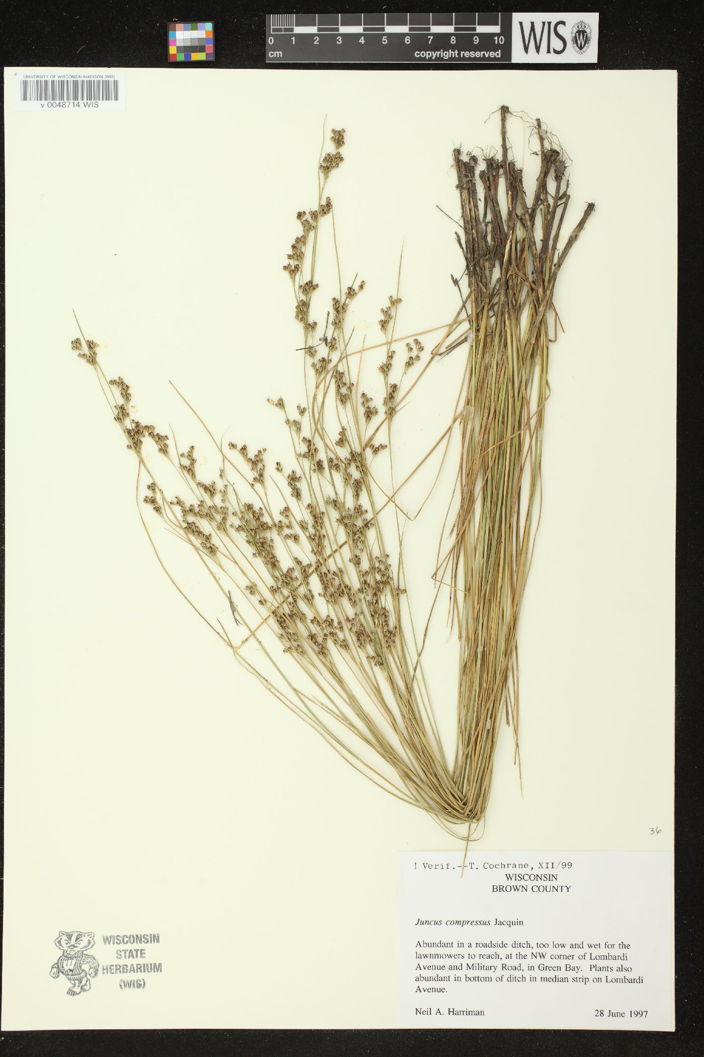 Juncus compressus image