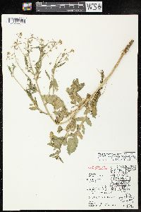 Rorippa palustris subsp. fernaldiana image