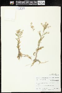 Rorippa palustris subsp. fernaldiana image