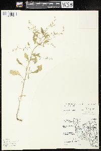 Rorippa sessiliflora image