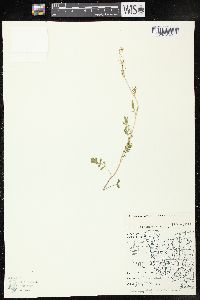 Rorippa sylvestris image