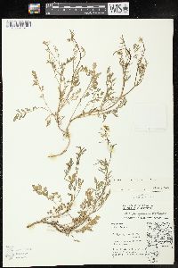 Rorippa sylvestris image