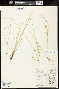 Juncus tenuis image