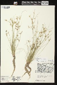 Juncus tenuis image