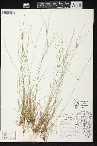 Juncus anthelatus image