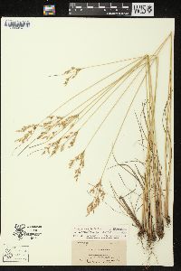 Juncus anthelatus image