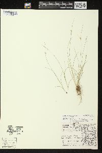 Juncus anthelatus image