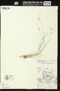 Juncus anthelatus image